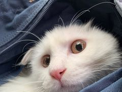 -纳吉亚猫专科动物诊疗中心(蒋宅口分院)