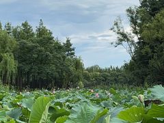 -陈家山荷花公园
