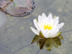 -丸摩堂鲜果茶(九方店)