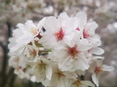 -高东镇樱花园