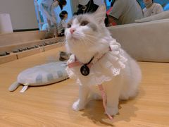 -啵啵喵·猫咖(攀华国际店)