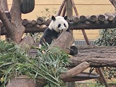 -成都动物园