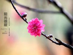 -南国桃园旅游度假区