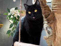 -豆逗聊愈猫阁Easy Life