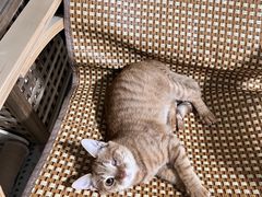 -艾吉宠物医院·疑难杂症转诊中心·猫友好(碧江路院)