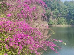 -王借岗森林公园