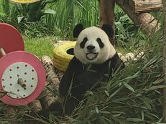 -大连森林动物园