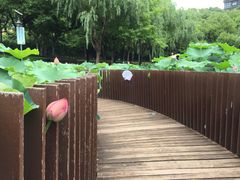 -陈家山荷花公园