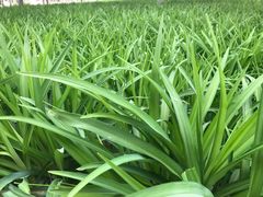 -大藏村拉面(保利首开·熙悦春天店)