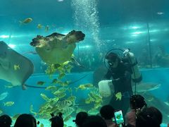-苏州海洋馆