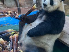 -成都动物园