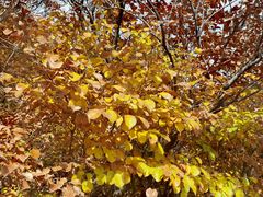 -阳台山自然风景区