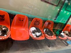 -猫咪博物馆(顶澳仔猫街店)