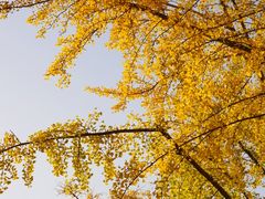 -三里屯东五街银杏大道