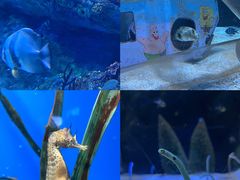 -海合安成都极地海洋公园