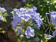 -东莞植物园