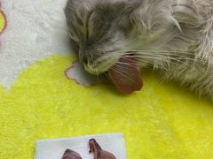 -博特宠物医院24h犬猫全科.骨科·异宠