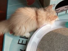 -猫大福·Fortune Cat猫舍(百子湾店)