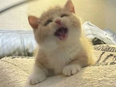 -欣宠猫屋·矮脚拿破仑·蓝金金渐层