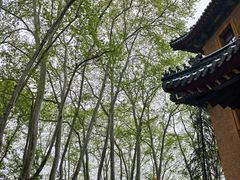 -灵谷景区