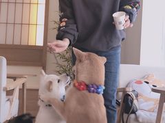 -柴犬小屋·柴餐厅·狗咖食堂(金鼎广场店)