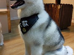 -Husky Go! 哈士奇体验馆·宠物咖啡厅狗咖