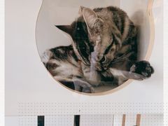 -熊小胖宠物生活馆(天华园店)