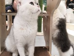 -飞行喵MR PILOT|猫舍·猫咖(静安大融城店)