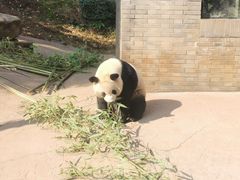-都江堰中华大熊猫苑