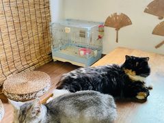 -楼上猫咖(罗湖店)