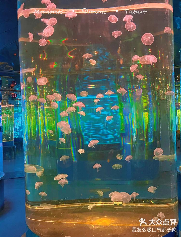 19:16 关注 未来水族馆的一天体验 #天天领红包#海底世界看水母海豚