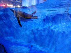 -芜湖新华联大白鲸海洋公园