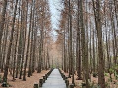 -桤木河湿地公园