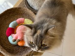 -平行世界·猫咖(首经贸店)