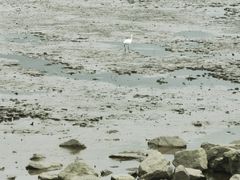 -深圳湾公园(南山区)