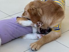 -怪兽屋·羊驼·猫咖·狗咖(俊华广场店)