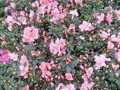 -三圣花乡旅游区