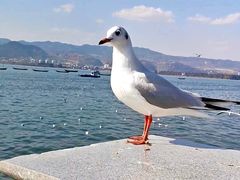 -海埂大坝