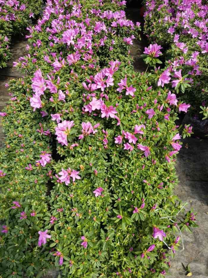 南井花卉-"一直想找这种卖花的地方;终于有机会来了."-大众点评移动版