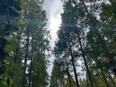 -黄海国家森林公园