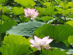 -荔湾湖公园