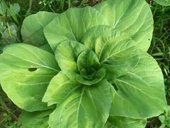 -武汉世外桃源农庄