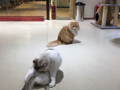 -藏猫猫咖啡主题馆(中央大道店)
