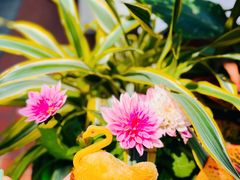 -芙蓉堂(武汉天地店)