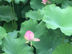 -四川大学(华西校区)