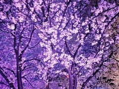 -东湖磨山景区樱花园-停车场