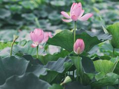 -荷塘月色湿地公园·向阳花洲