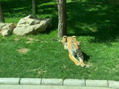 -北京野生动物园