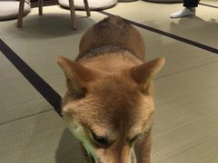 -逗柴咖啡屋·狗咖猫咖宠物桌游