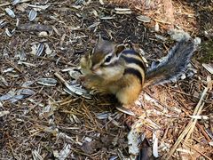 -五营红松林海景区